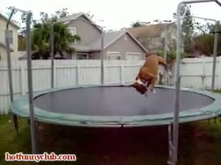 Watch Amazing Dog's Skills  Video