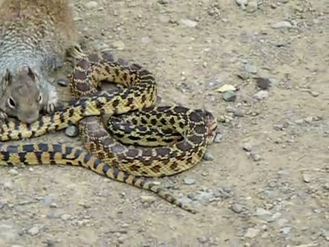 Watch Bull Snake Against Squirrel  Video
