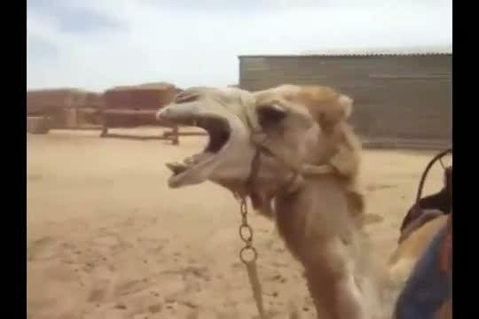 Watch The amazing Death Metal Camel in concert. Video