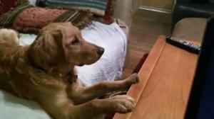 Watch Dog has to watch Marmaduke Video