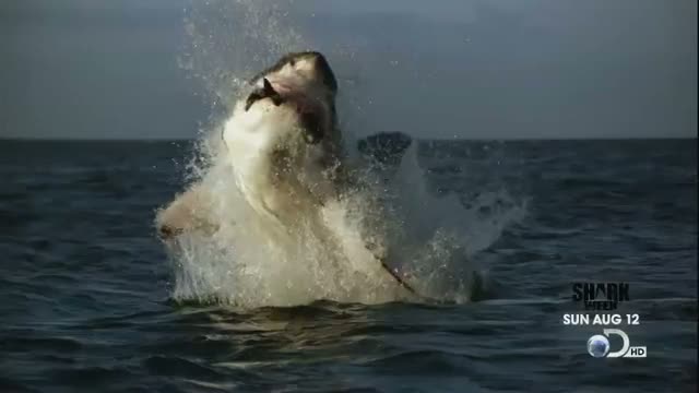 Watch Shark Week Special Edition: Diving With Sharks in Las Vegas Redux Video