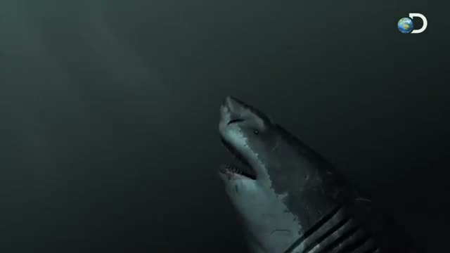 Watch Shark Week 2012 TV schedule for day five, Thursday: The power of great whites Video