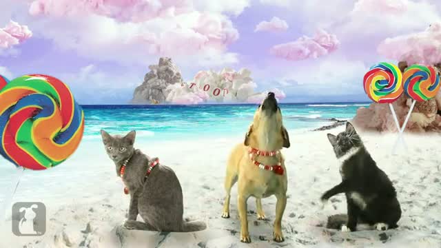 Watch Katy Perry - California Gurls (ft Snoop Dog) - Katy Puppy - California Grrrs - Wide Awoof - Petody Video