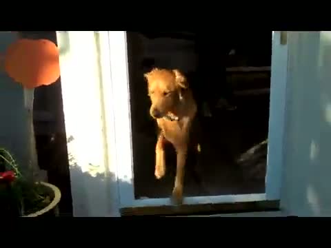 Watch Dog Confused By Door Video