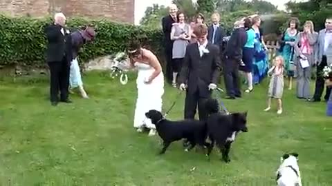 Watch Dog Pees on Bride  Video