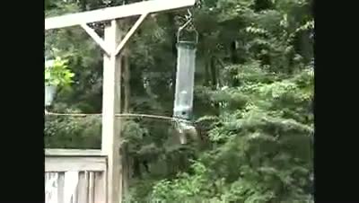 Watch The very dizzy squirrel  Video