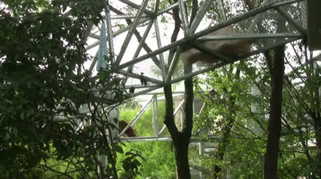 Watch Philly Zoo Lets Animals Walk on the Wild Side Video