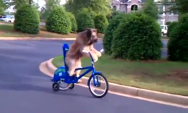 Watch Funny video Dog Riding a Bike  Video