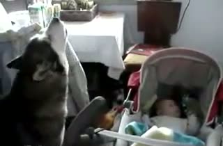 Watch Singer Dog Crazy Video