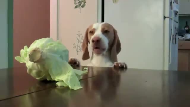 Watch Dog steals cabbage Video