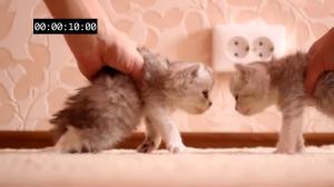 Watch Kitten crash testing Video