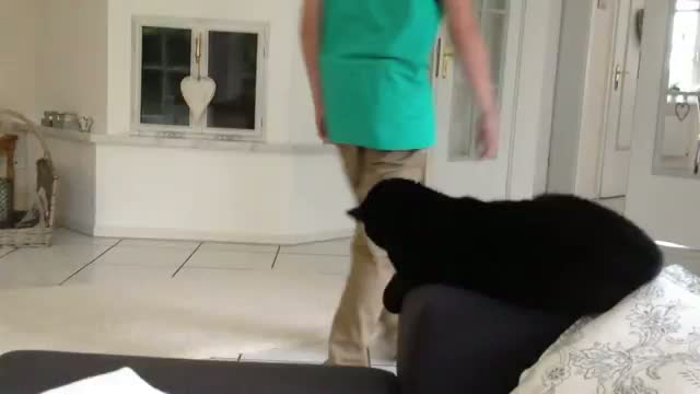 Watch This is one seriously chilled out cat.  Video