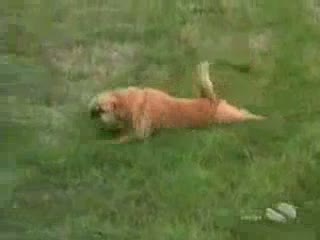 Watch Crazy Dog Video