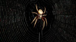Watch Spider Yelling Video