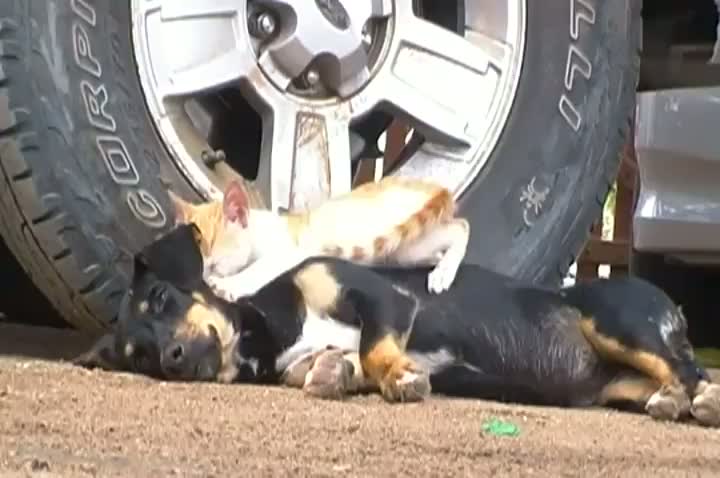 Watch Cat and Dog Friends Forever Video