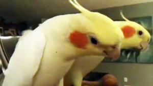 Watch Cockatiel Sings Adams Family Video