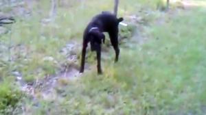 Watch Dog Pees On Electric Fence Video