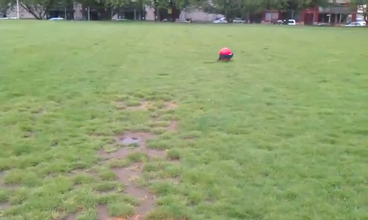Watch Dog Flips Over His New Ball Video