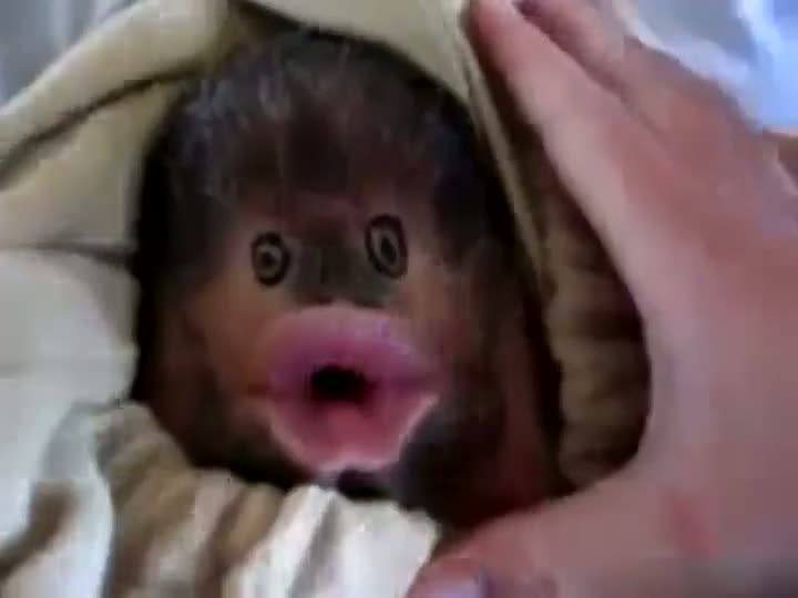 Watch Family Plays With Their Pet Chin Monkey Video