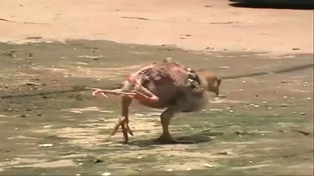 Watch A chicken with four legs Video