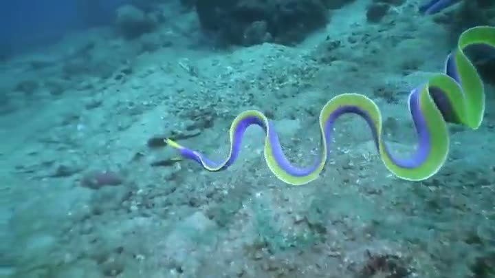 Watch Muraena Eel Video