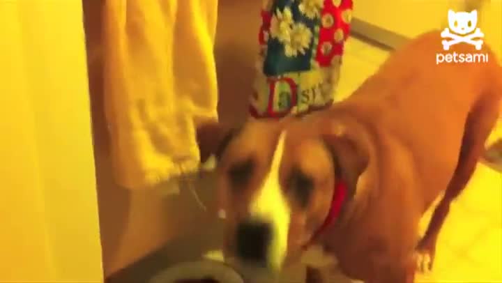 Watch Puppy Steals FoodWhen Big Dog Is Distracted Video