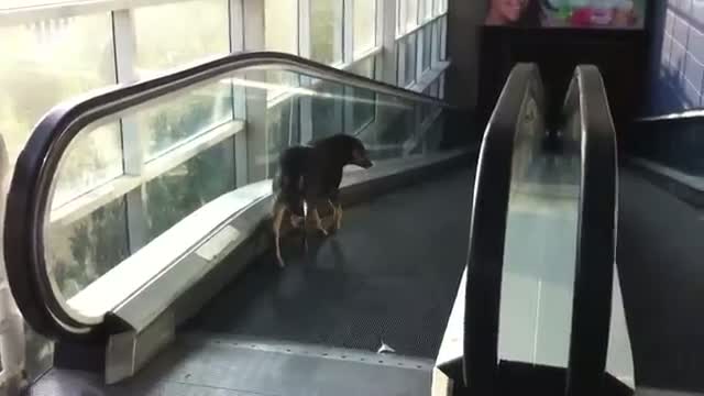 Watch Dog confused by escalator Video