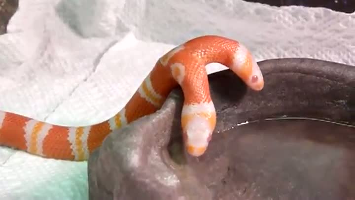 Watch Cool 2 Headed Snake Drinking Water! Video