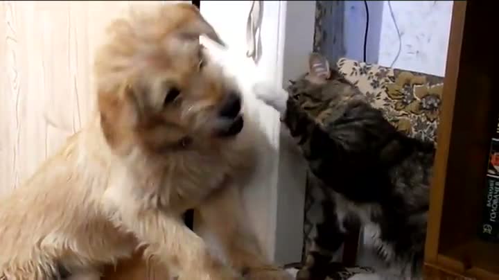 Watch Dog And Cat Fight Over Cheeseburger Video