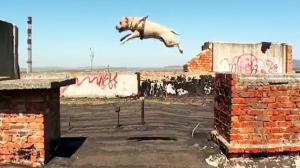 Watch Parkour Dog Video