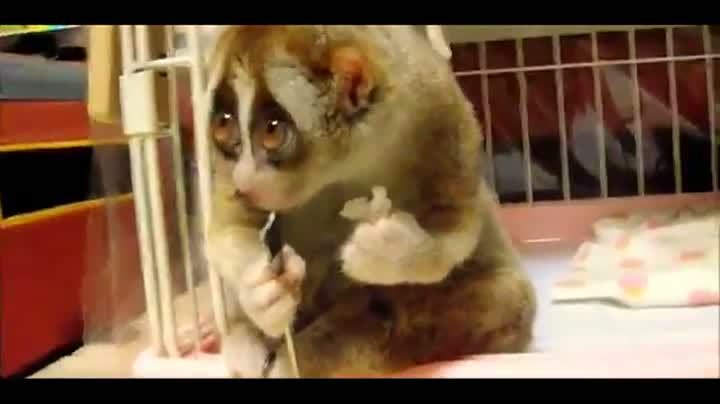 Watch Cute Slow Loris Enjoys A Snack Video