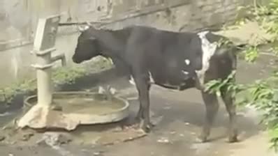 Watch Buffalo Drinking Water From Hand Pump Video
