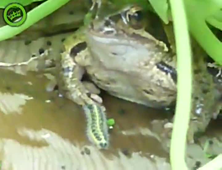 Watch Just Effing Eat Me Already!!! Video