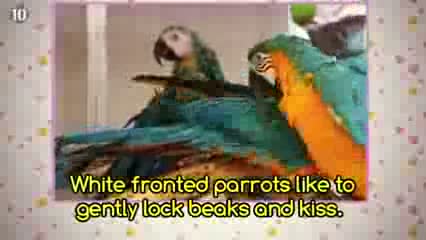 Watch 10 Unusual Mating Rituals Video