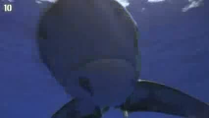 Watch 10 Things You Didn't Know About Sharks Video