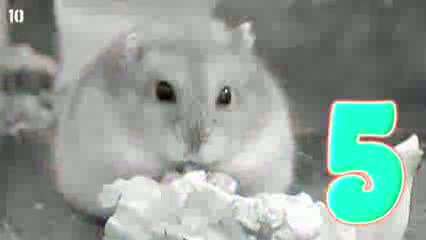 Watch 10 Unlikely Animal Odd Couples Video