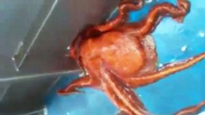 Watch The Great Escape, An Octopus Story Video