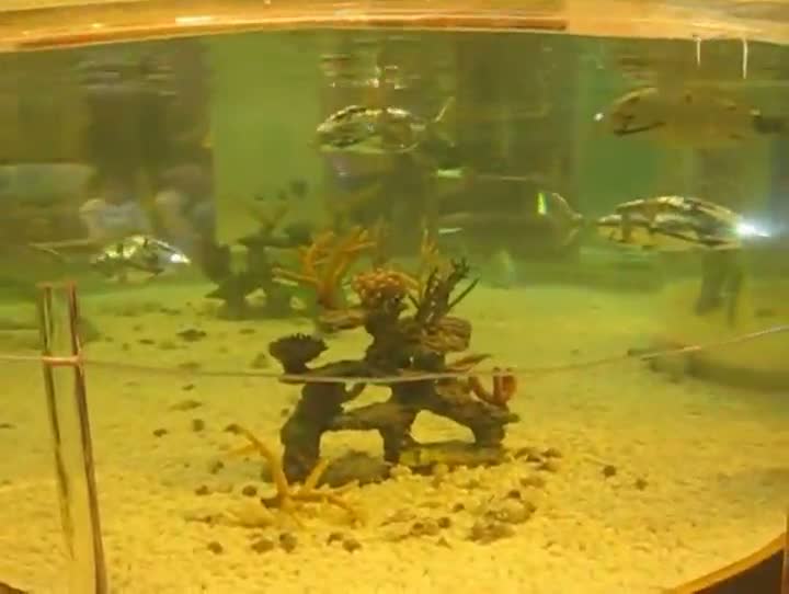 Watch ROBOFISH!!! Video