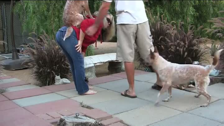 Watch Dog Trick Fail Video