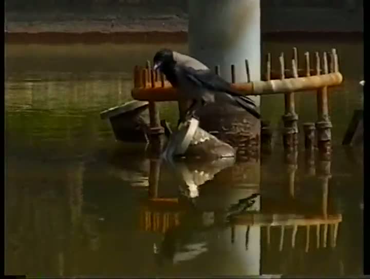 Watch Crow Uses Bait to Fish Video