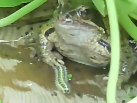 Watch Eat me please! Video