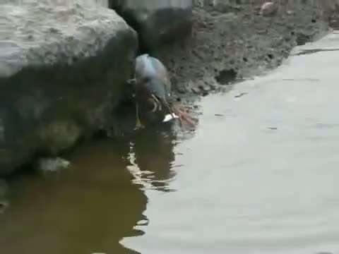 Watch Smart bird uses bread as bait Video