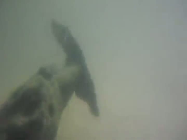 Watch Bizarre Spinning Bark Stuck in River Video