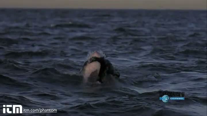 Watch Slow Motion Shark Attack HD Video