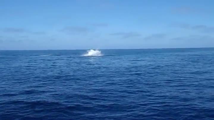 Watch Flying Mako Shark Does 9 Somersaults Video
