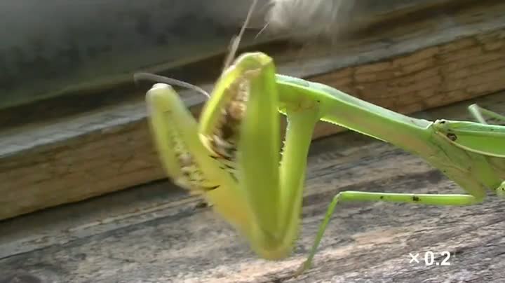 Watch Praying Mantis Devours Two Bees at Once Video