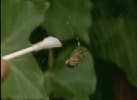 Watch Spiders on Drugs Video