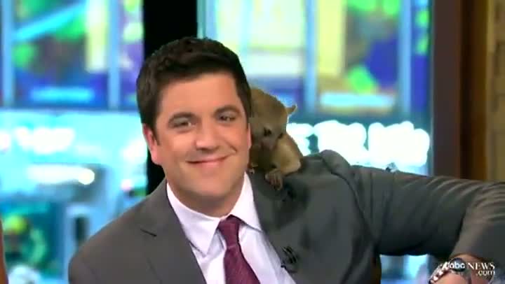 Watch Kinkajou Poops On News Anchor's Shoulder Video
