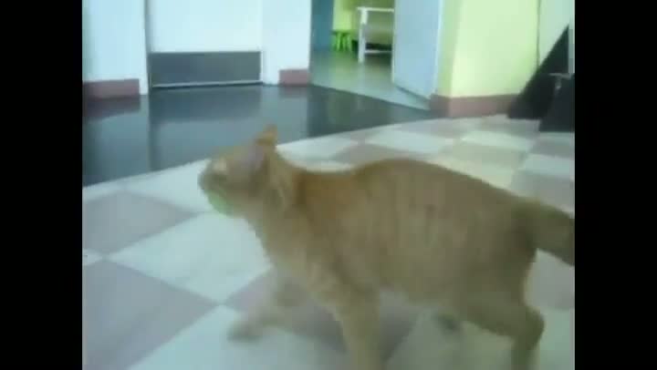 Watch Frigging Cat Drank My Beer Video