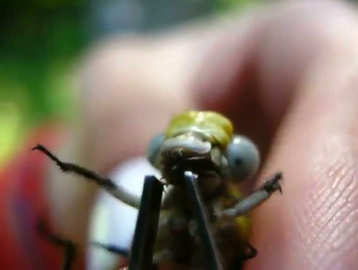 Watch Handfeeding A Dragonfly Video